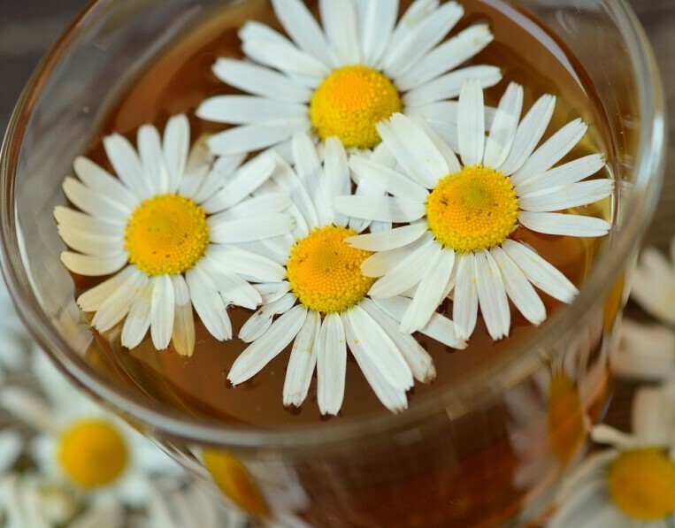 Chamomile