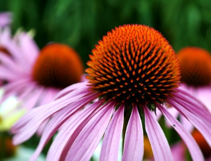 Echinacea