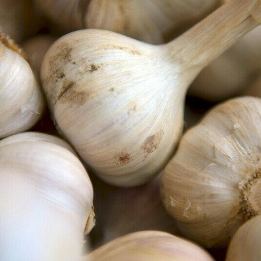 Fresh Organic Garlic