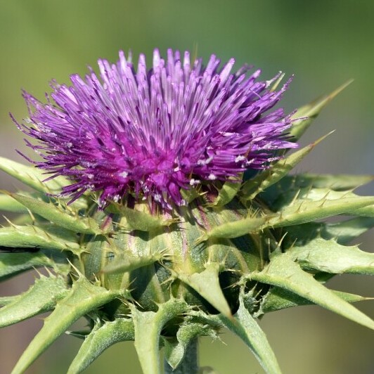 Milk Thistle 